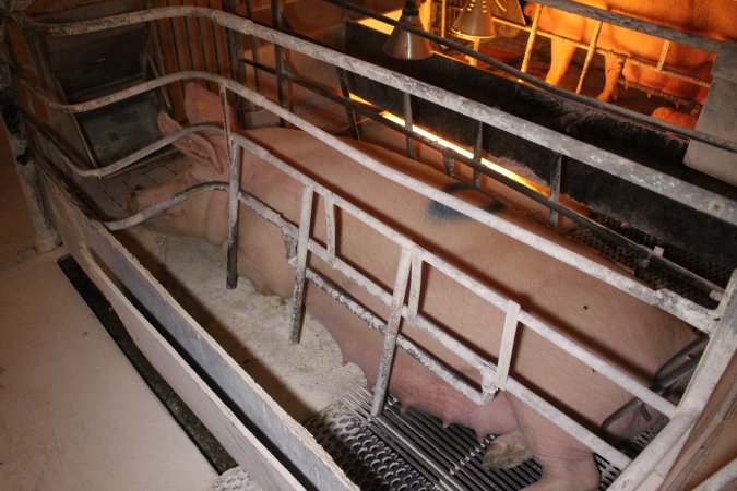 Farrowing crates at Corowa Piggery NSW