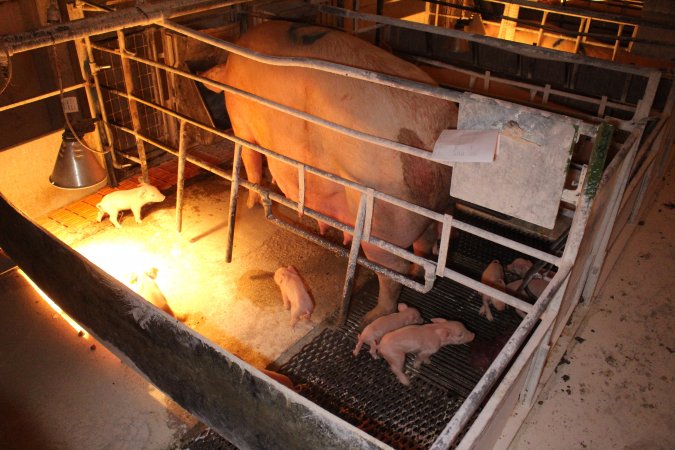 Farrowing crates at Corowa Piggery NSW