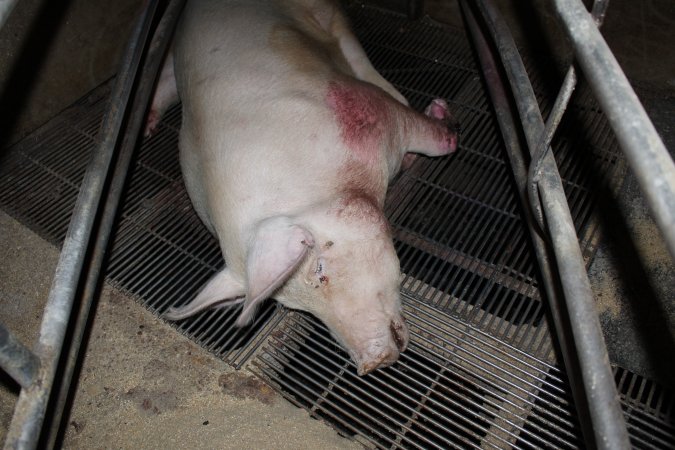 Injured sow in crate