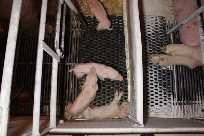 Dead piglet in corner of farrowing crate