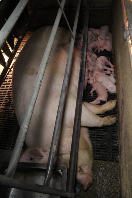 Farrowing crates at CEFN Breeder Piggery QLD