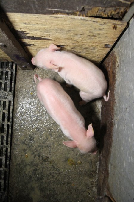 Farrowing crates at CEFN Breeder Piggery QLD