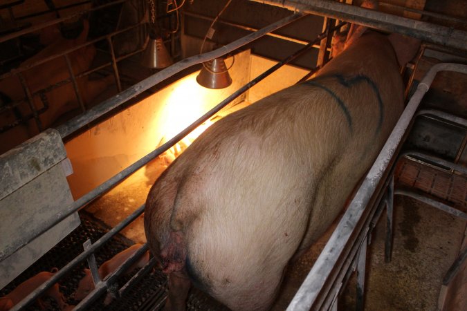 Farrowing crates at Corowa Piggery NSW