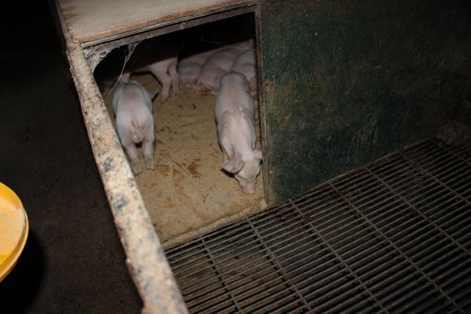 Weaner piglets