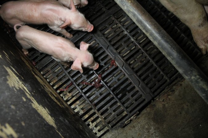 Farrowing crates at CEFN Breeder Piggery QLD