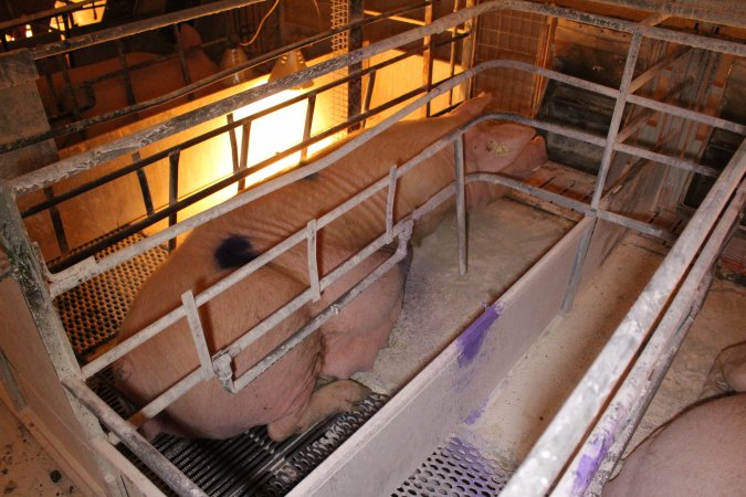 Farrowing crates at Corowa Piggery NSW