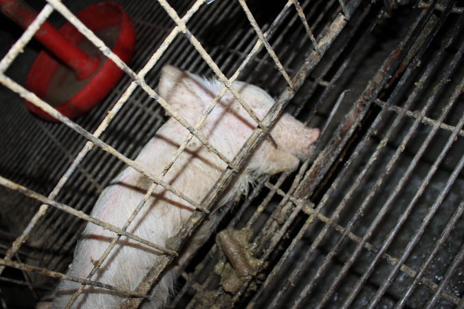 Dead weaner piglet in corner of cage