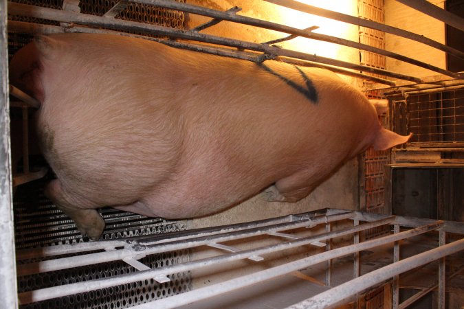 Farrowing crates at Corowa Piggery NSW