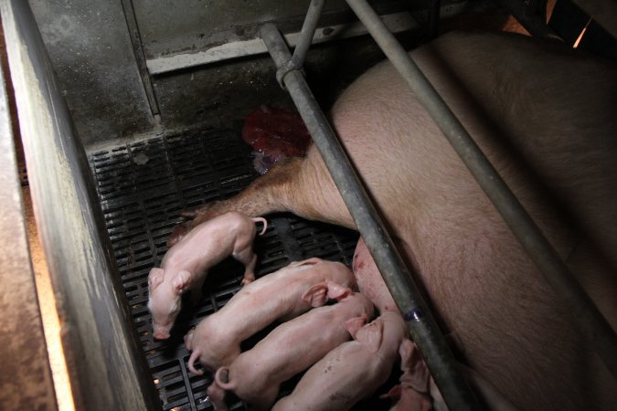 Farrowing crates at CEFN Breeder Piggery QLD