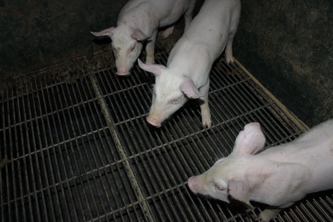 Weaner piglets