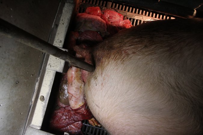 Farrowing crates at CEFN Breeder Piggery QLD