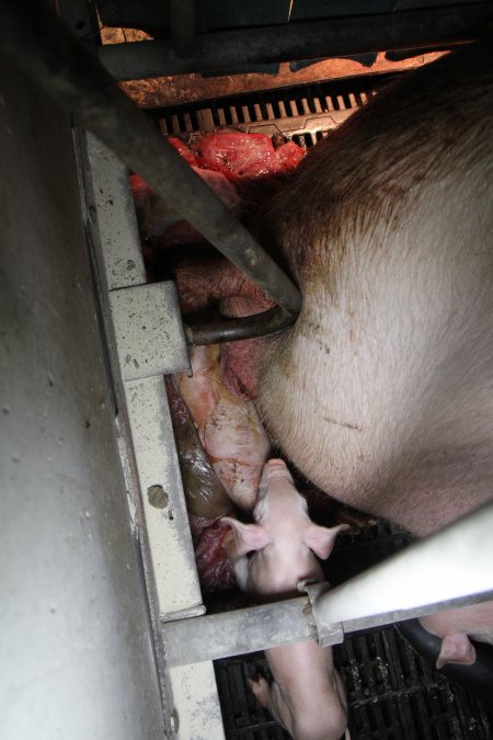 Farrowing crates at CEFN Breeder Piggery QLD