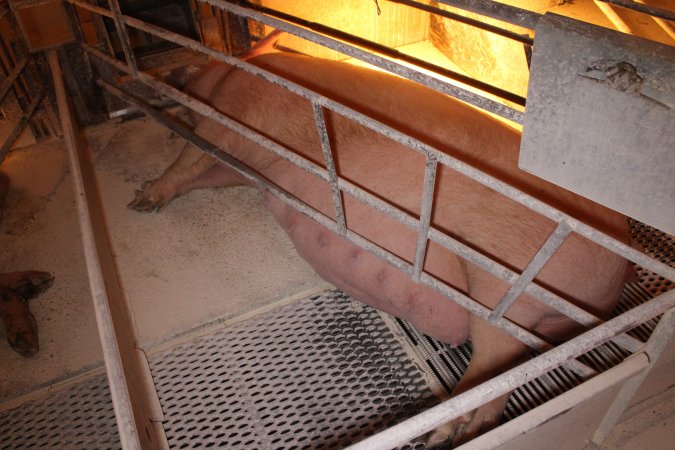 Farrowing crates at Corowa Piggery NSW