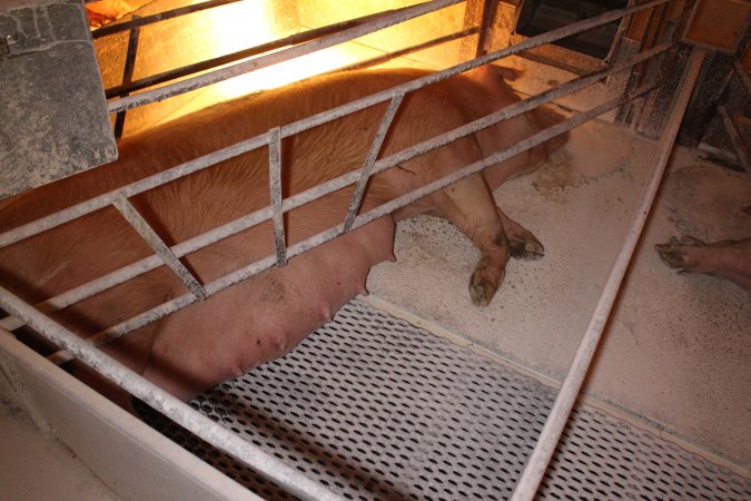 Farrowing crates at Corowa Piggery NSW