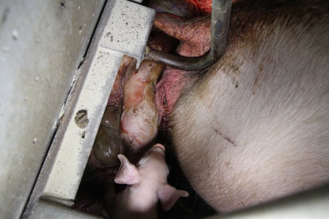 Farrowing crates at CEFN Breeder Piggery QLD