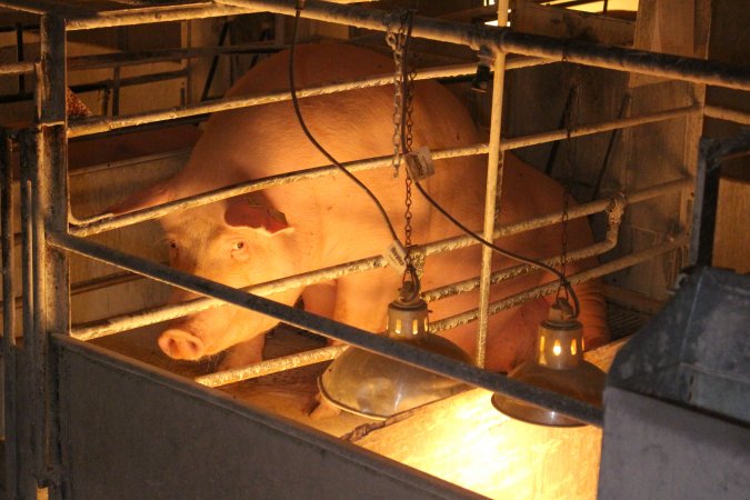 Farrowing crates at Corowa Piggery NSW