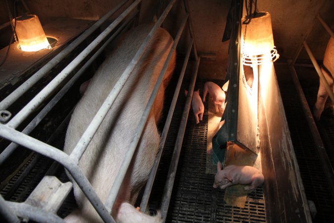 Farrowing crates at CEFN Breeder Piggery QLD