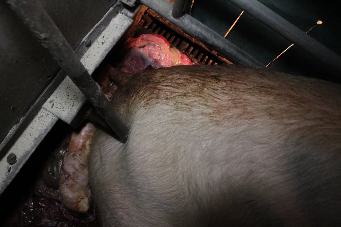 Farrowing crates at CEFN Breeder Piggery QLD