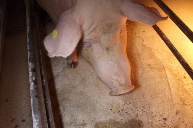 Farrowing crates at Corowa Piggery NSW