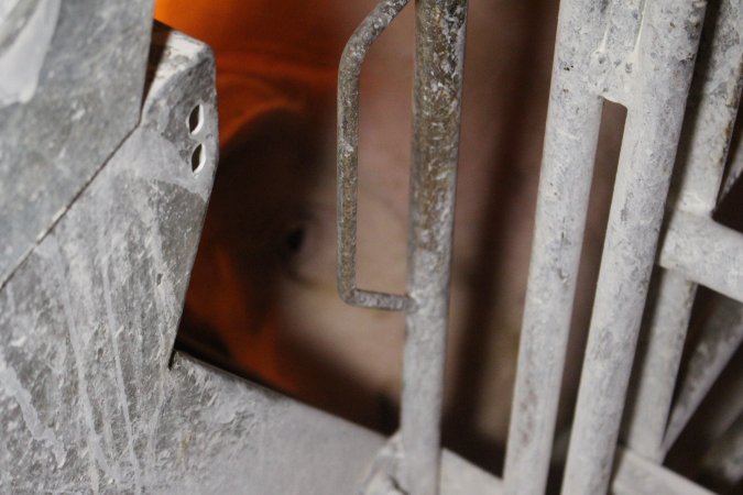 Farrowing crates at Corowa Piggery NSW