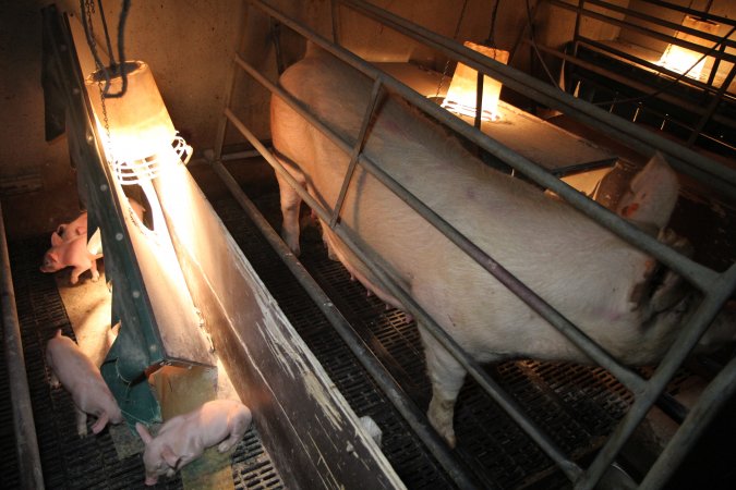 Farrowing crates at CEFN Breeder Piggery QLD