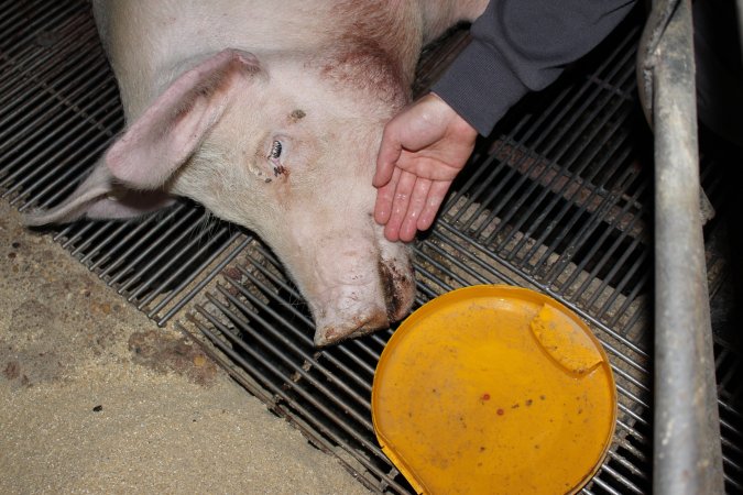 Injured sow in crate