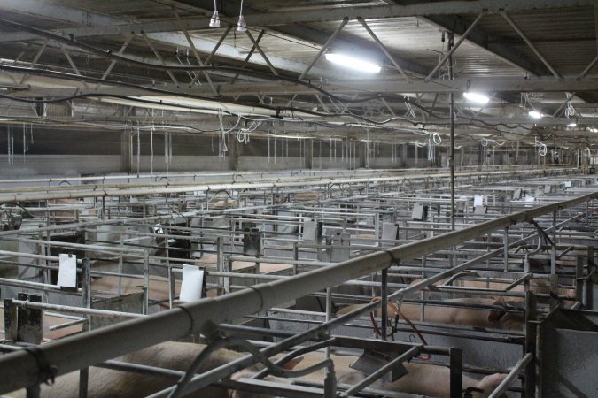 Looking across farrowing shed