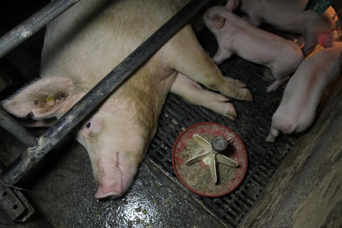 Farrowing crates at CEFN Breeder Piggery QLD