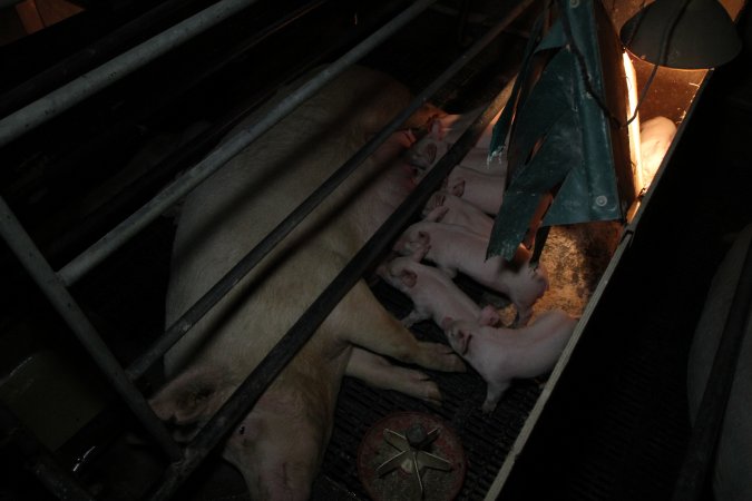 Farrowing crates at CEFN Breeder Piggery QLD