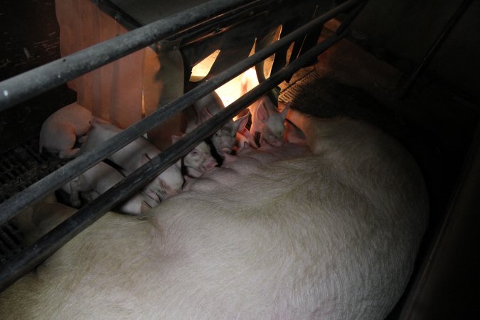 Farrowing crates at CEFN Breeder Piggery QLD