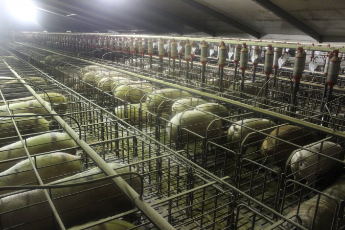 Wide view of sow stall shed