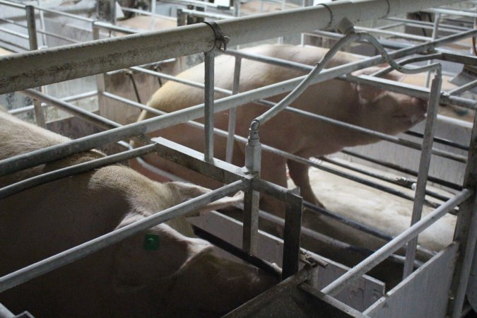 Farrowing crates at Corowa Piggery NSW