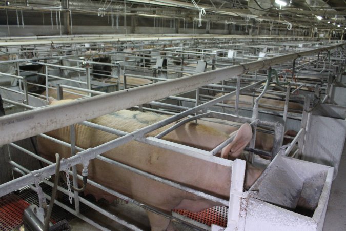 Looking across farrowing shed