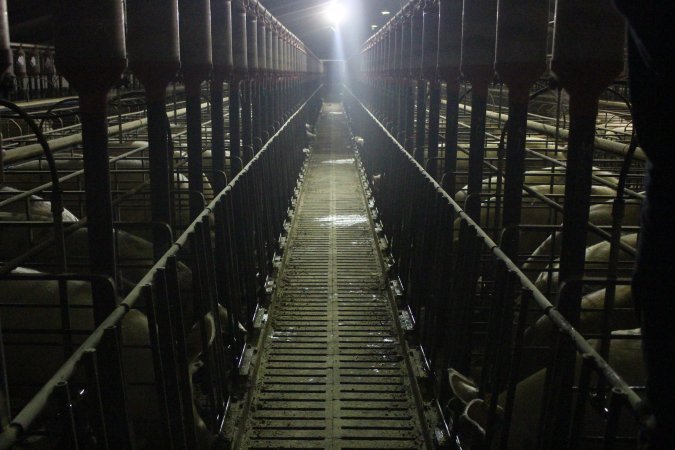Looking down aisle of sow stall shed