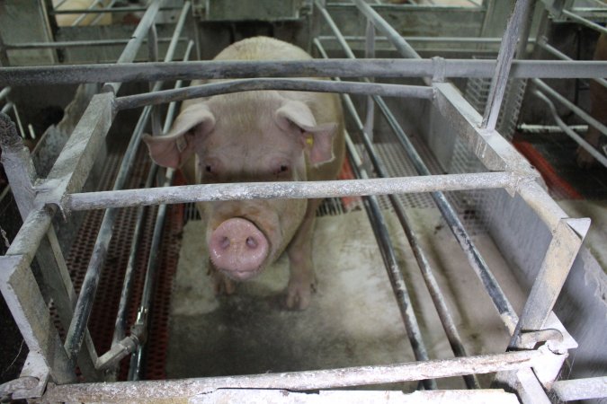 Farrowing crates at Corowa Piggery NSW