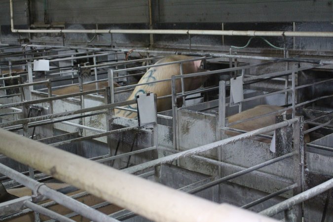 Farrowing crates at Corowa Piggery NSW