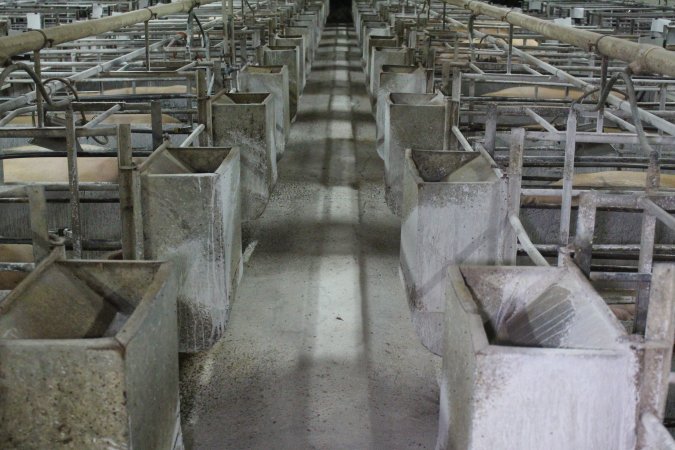 Looking down aisle of farrowing shed