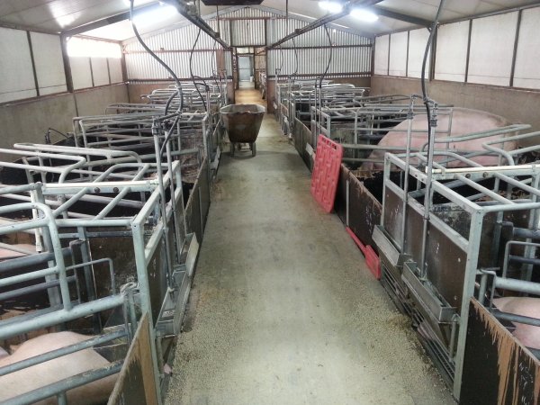 Farrowing crates at Selko Piggery NSW