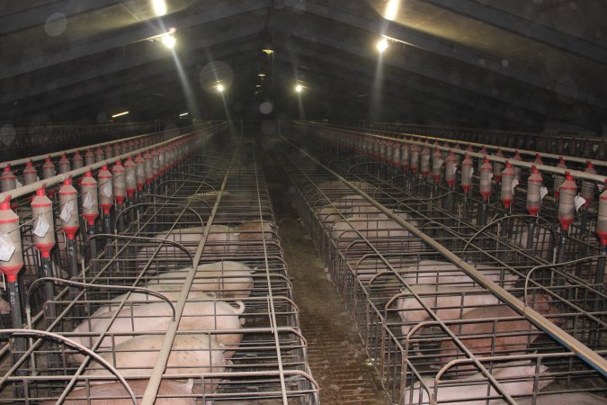 Wide view of huge sow stall shed