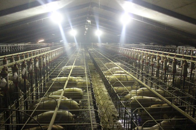 Wide view of huge sow stall shed