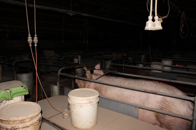 Farrowing crates at Culcairn Piggery NSW