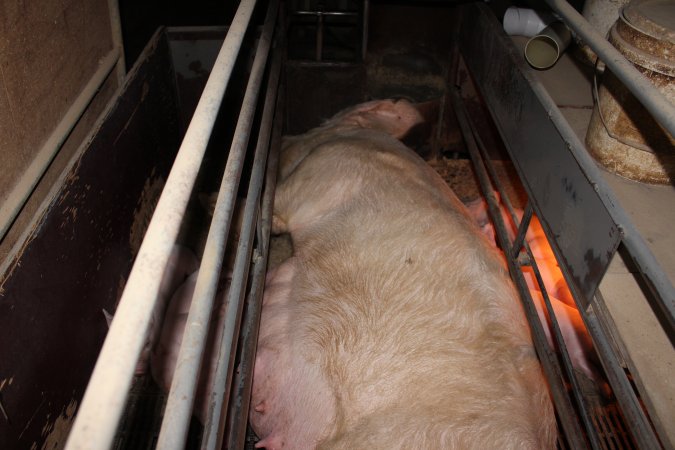 Farrowing crates at Culcairn Piggery NSW