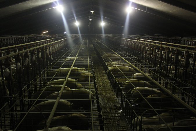 Wide view of huge sow stall shed