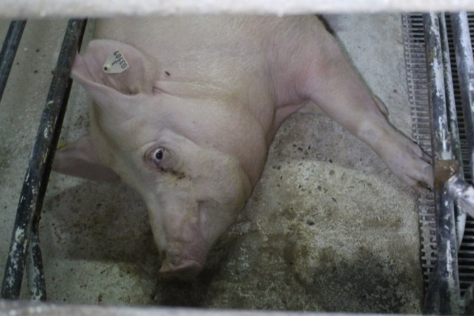 Farrowing crates at Corowa Piggery NSW