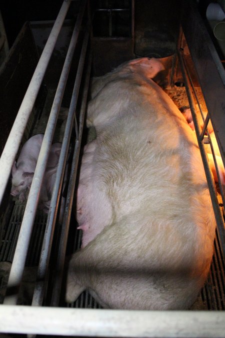 Farrowing crates at Culcairn Piggery NSW