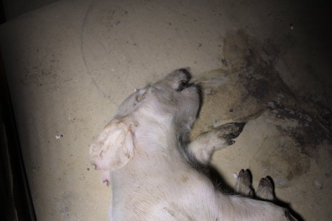 Dead piglet on top of farrowing crate