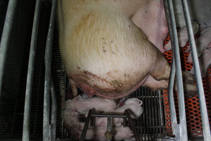 Farrowing crates at Corowa Piggery NSW