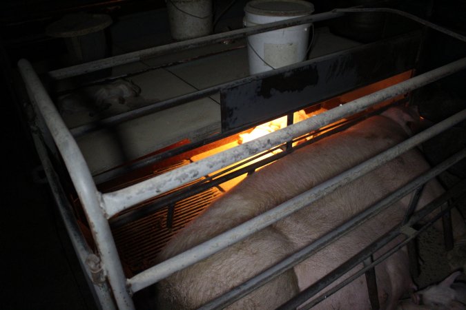 Dead piglet on top of farrowing crate