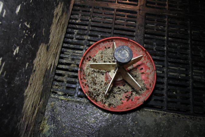 Bugs in feed dish