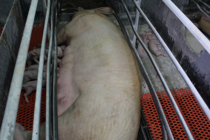 Farrowing crates at Corowa Piggery NSW